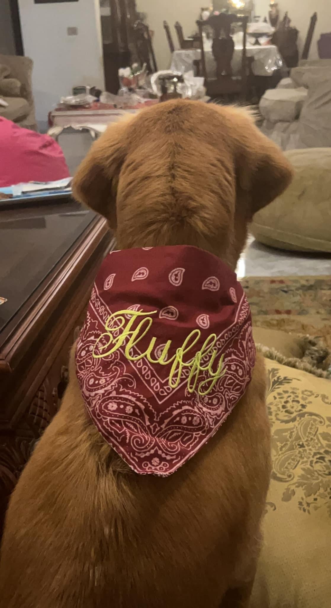 Dog Bandannas