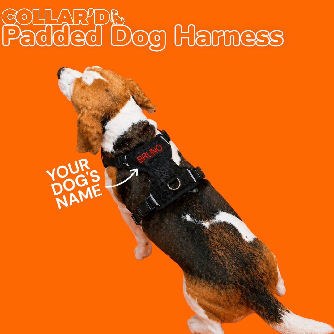 Collar’d Personalized Comfort Padded Dog Harness