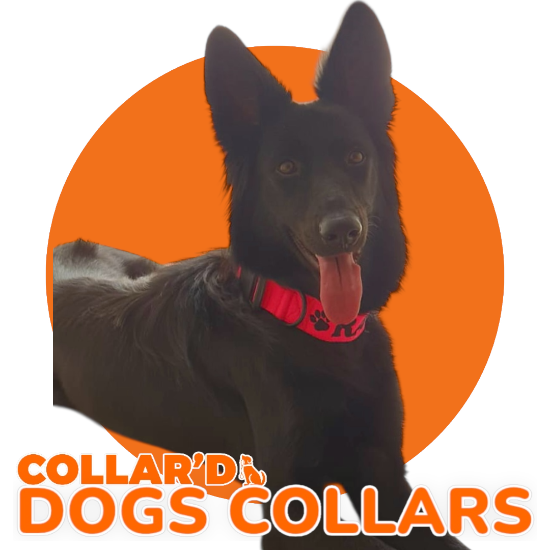 Dog Collars