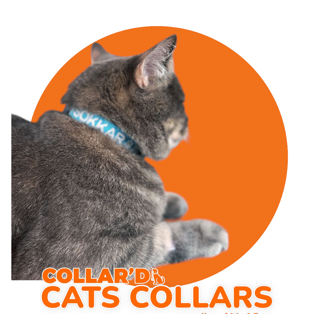 Cats Collars