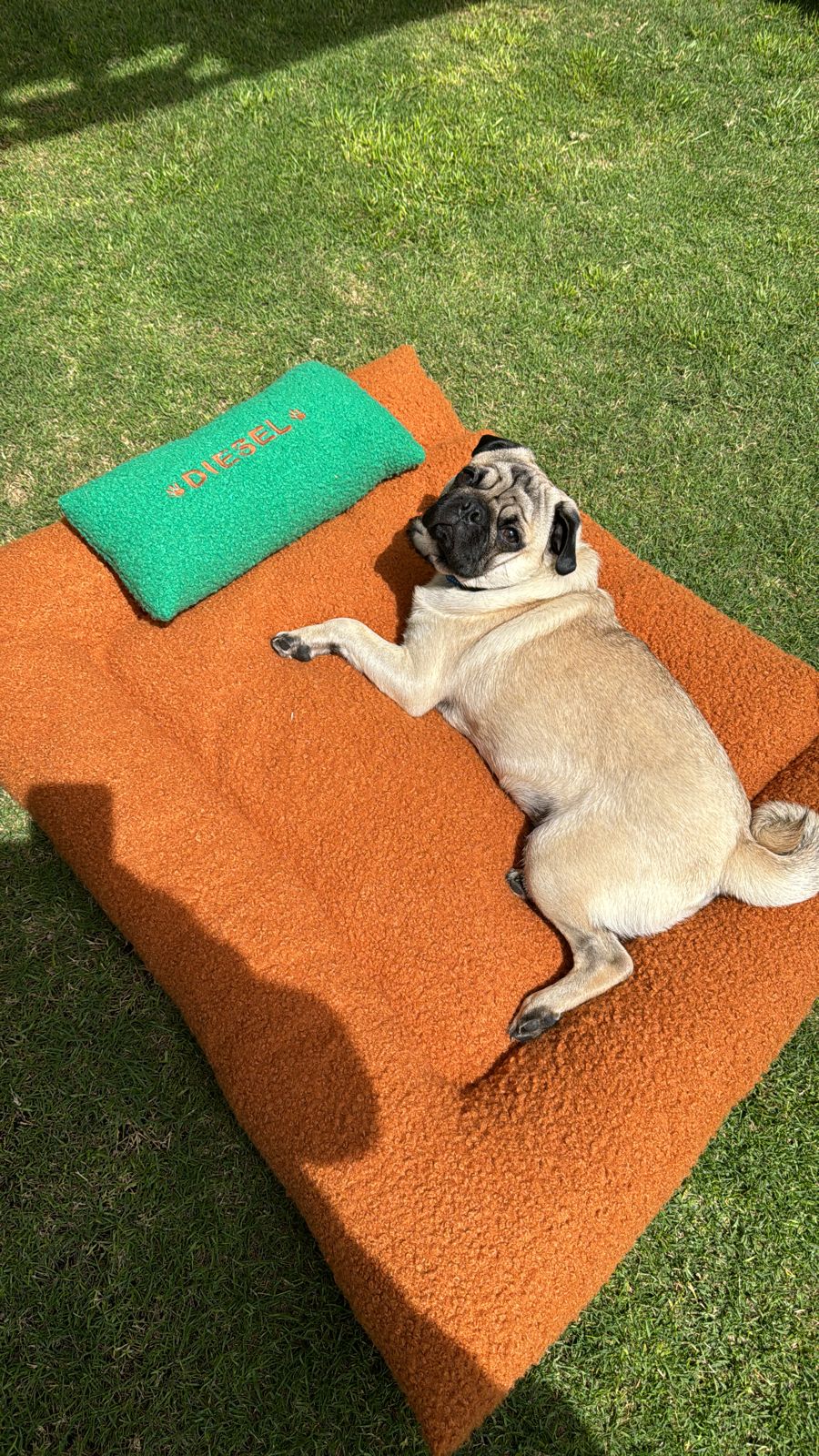 Dog Beds
