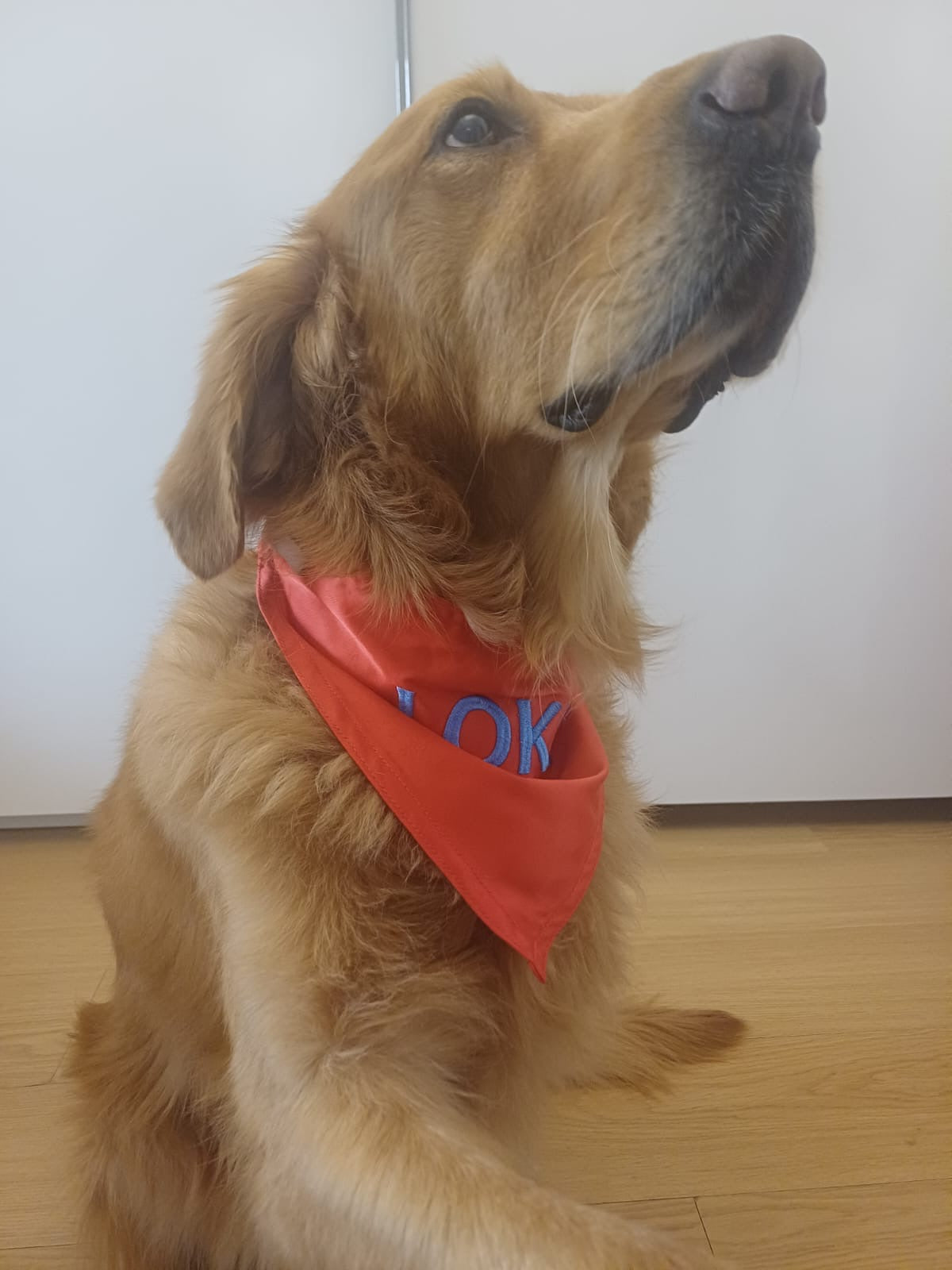 Dog Bandannas