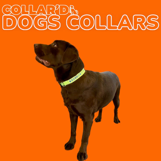 DOGS COLLARS WITH REFLECTIVE BORDERS