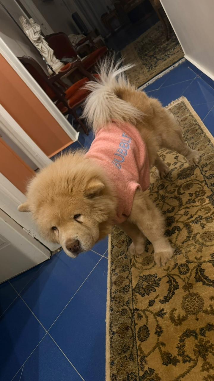 Dog Pullovers