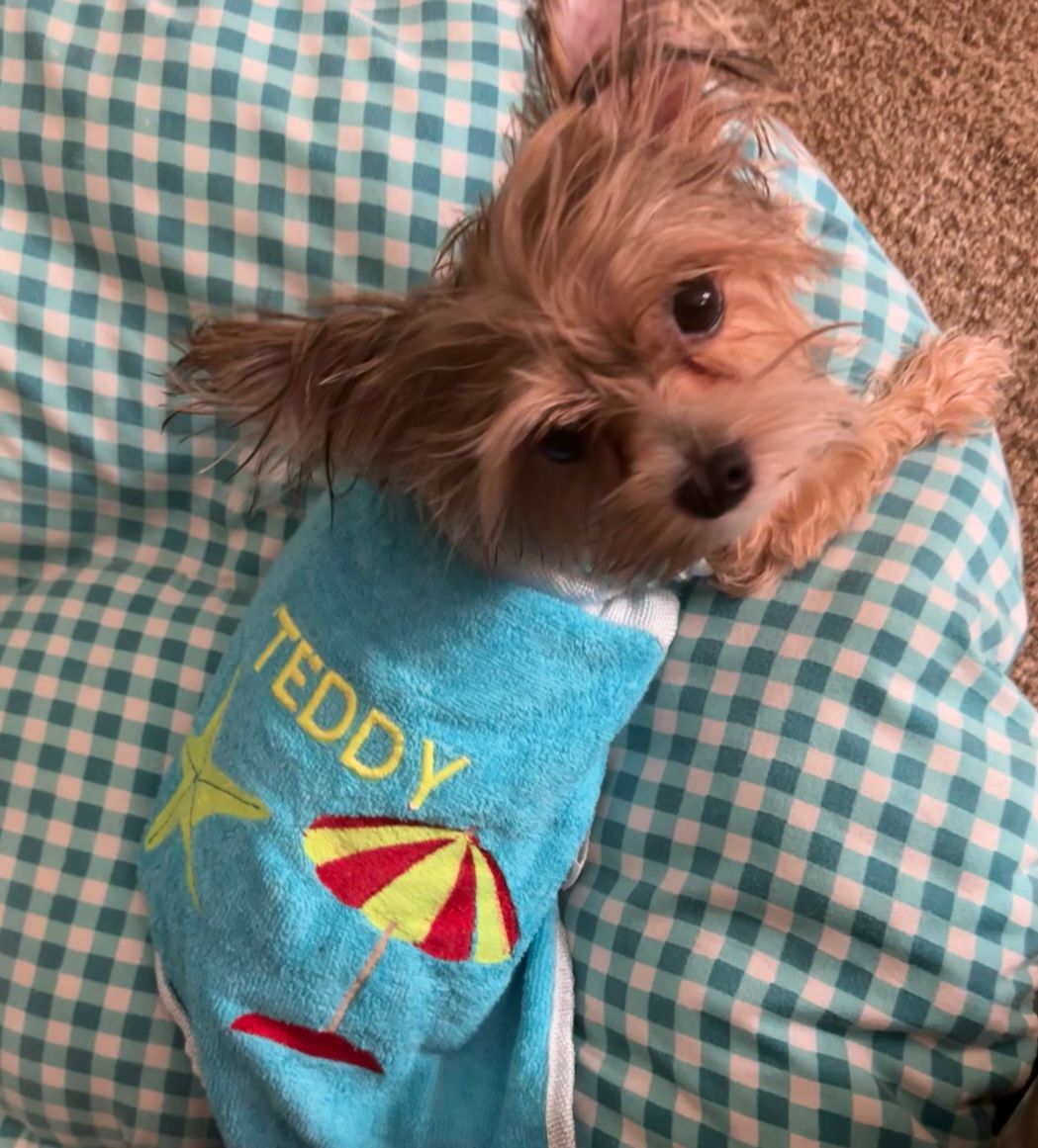 Dog Bornos