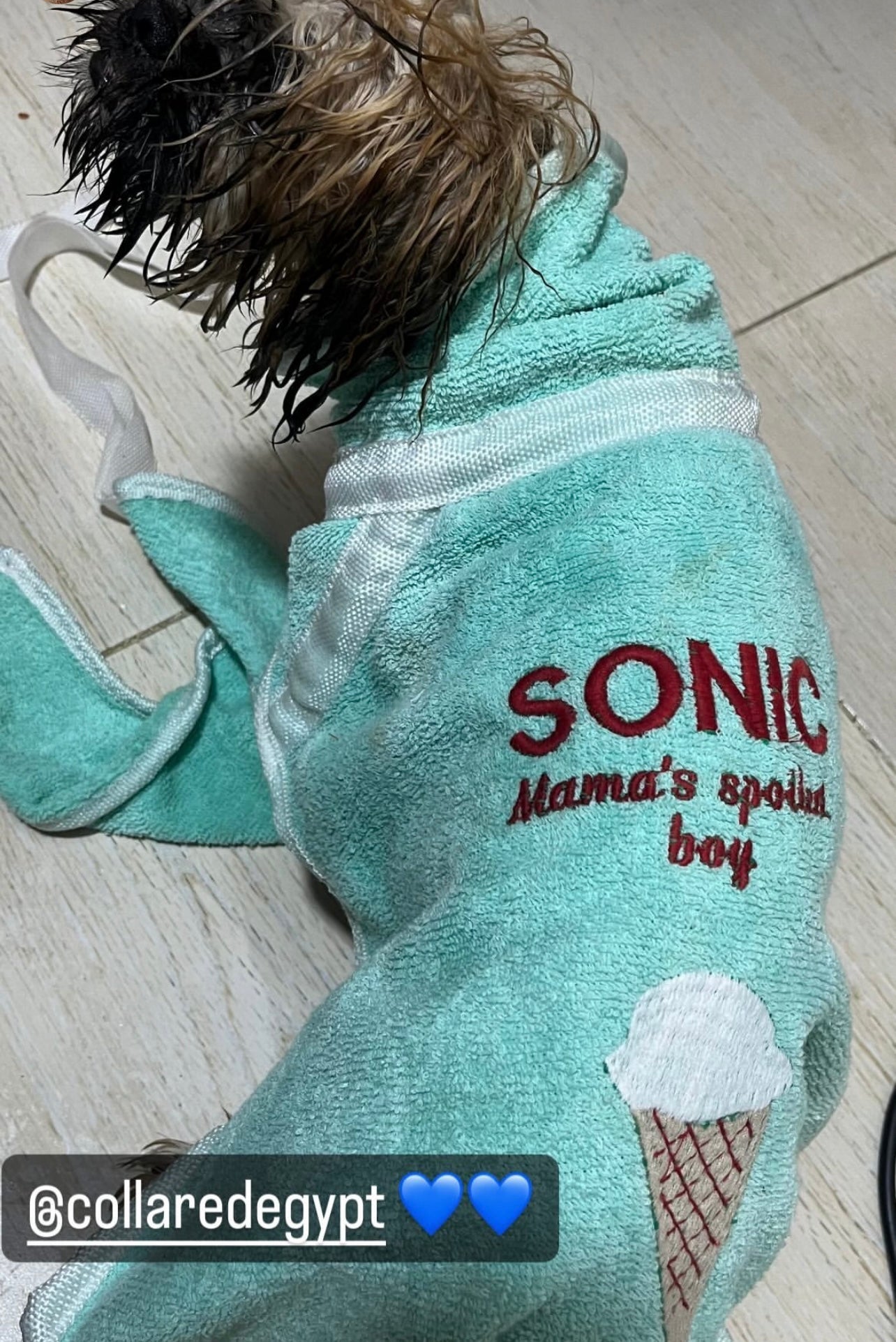 Dog Bornos