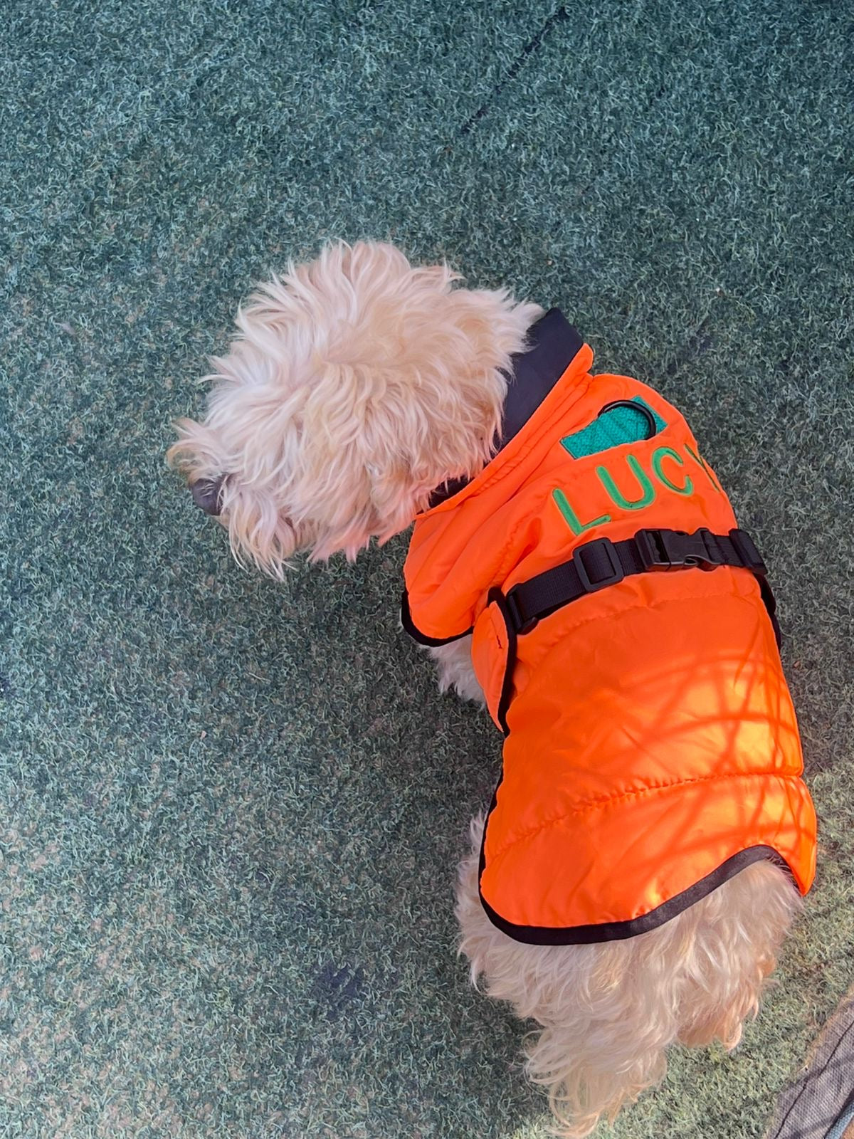 Dog Jumpers