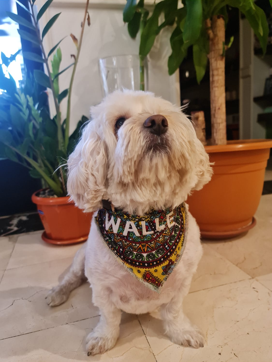 Dog Bandannas