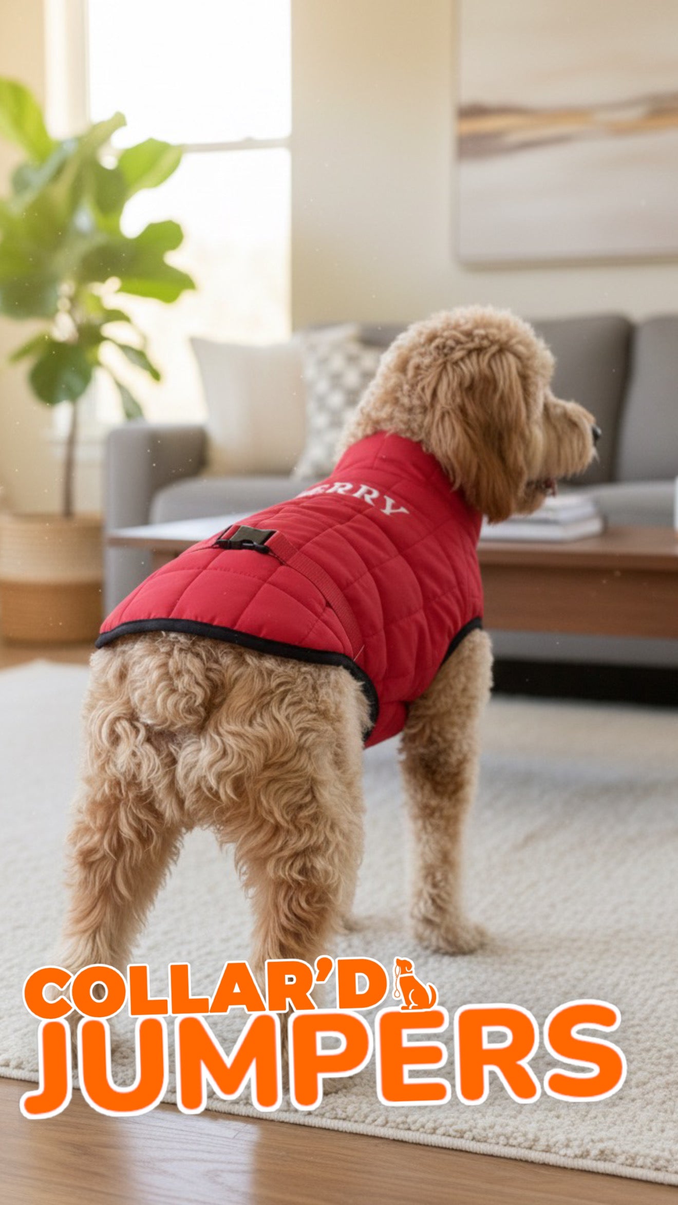 Dog Jumpers