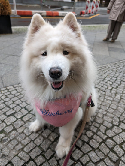 Dog Bandannas