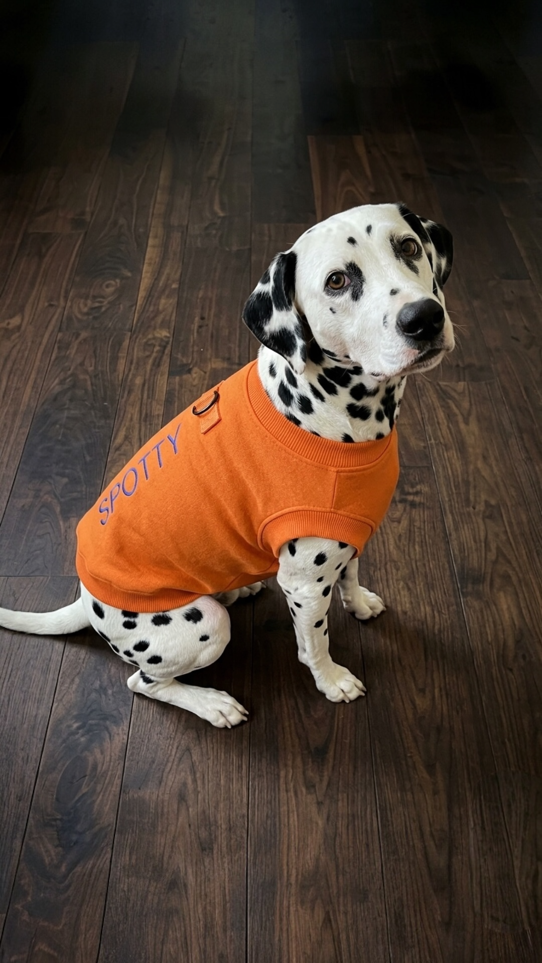 Dog Melton Sweater
