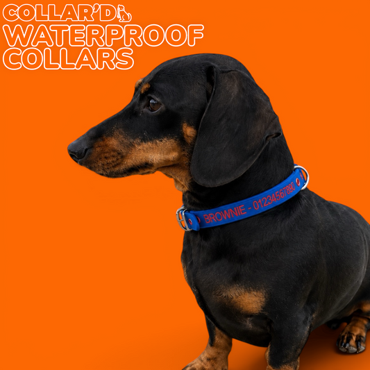 Waterproof Dog Collar