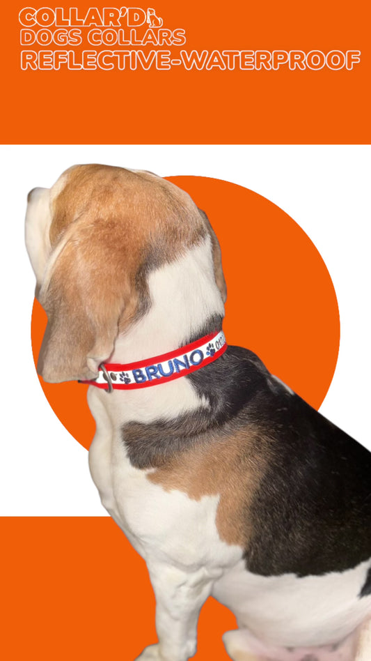 REFLECTIVE WATERPROOF COLLARS 2.5 CM WIDTH - MEDIUM TO LARGE DOGS